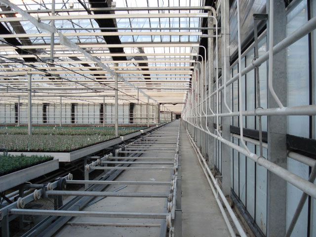 Typical Large Commercial Widespan Glasshouse - Click on picture to Return to Gallery